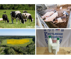 Farming in the Moscow region: dairy and meat products