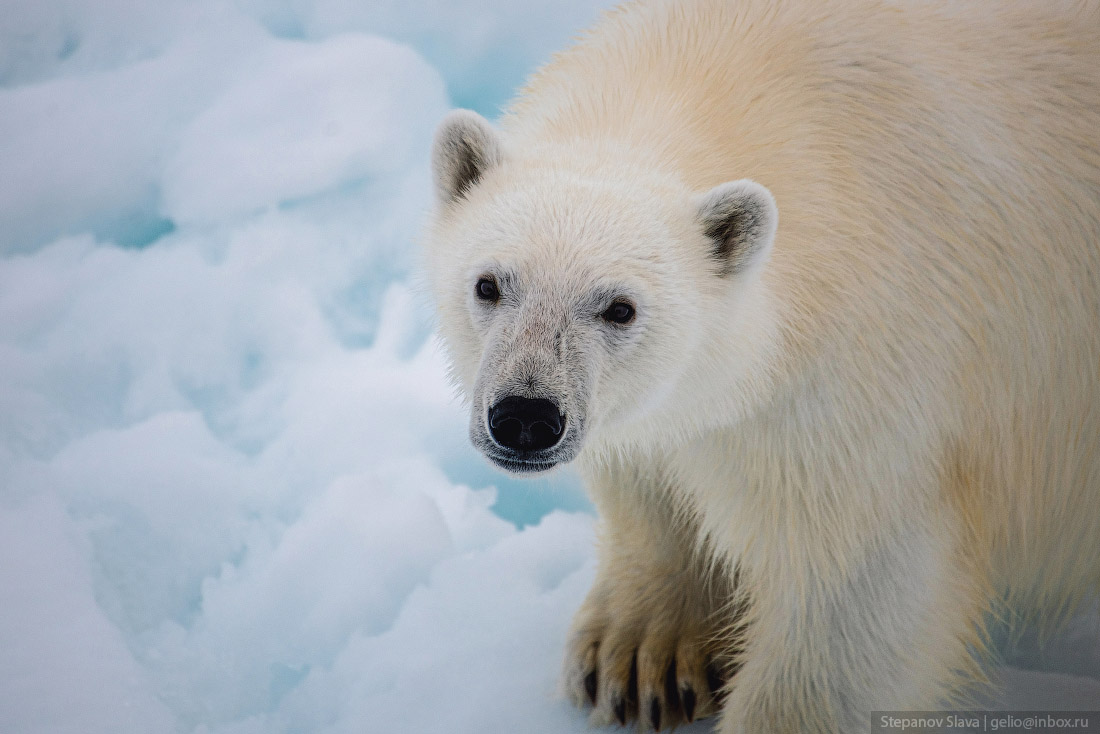 White Bear, Arctic