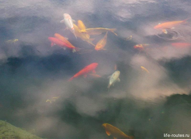 There are a lot of fish in the ponds. All colorful