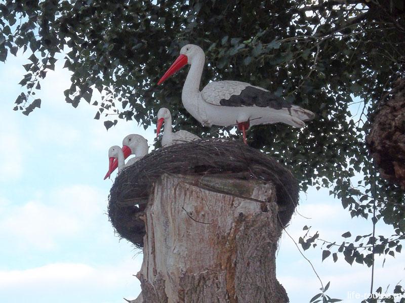 Storks on a tree are sitting