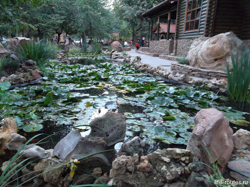 You can admire lilies in the pond